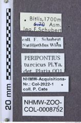 Etiketten zu Peripontius turcicus (NHMW-ZOO-COL-0008752)